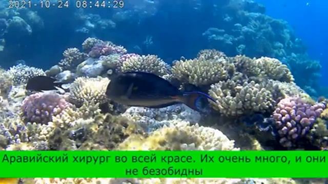 Снорк и рыбки 24 10 2021 смотреть онлайн