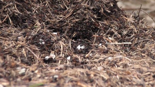 Panasonic HDC-SD60 testing video HD смотреть онлайн