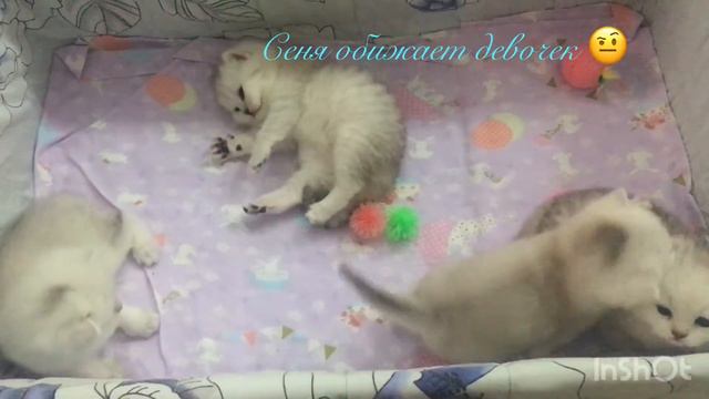 Милота - маленькие шотландские котятки познают мир ;) смотреть онлайн