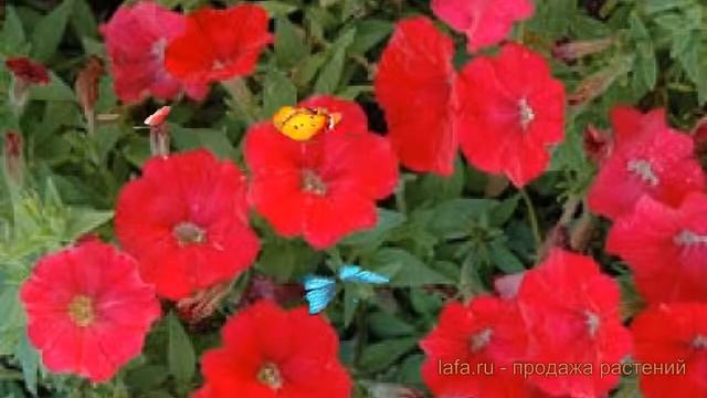 Петуния каскадная Пикобелла Каскад Ред ? обзор: как сажать, семена петунии Пикобелла Каскад Ред смотреть онлайн