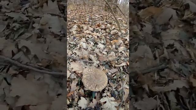 Гриб-зонтик пёстрый - Macrolepiota procera.mp4 смотреть онлайн