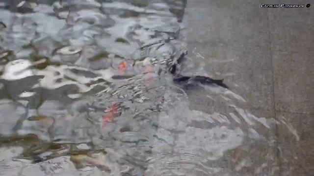 Кириши (июнь 2022) смотреть онлайн