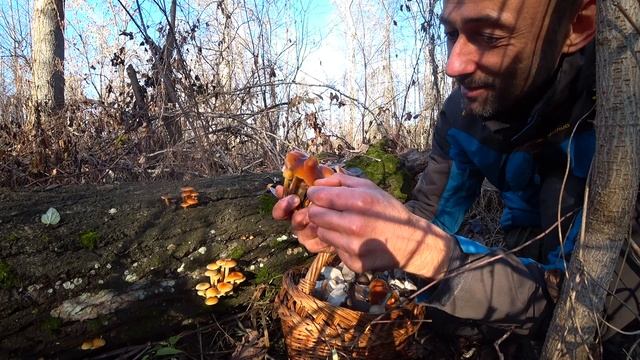 Вешенки устричная. Как приготовить Вешенку вкусно смотреть онлайн