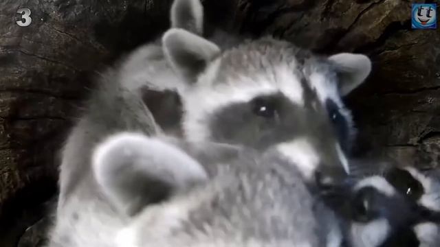 5 Самых милых детёнышей животных в мире смотреть онлайн