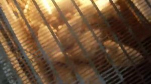 Продолжаю кормить 2-х недельных индюшат травой в плохую погоду