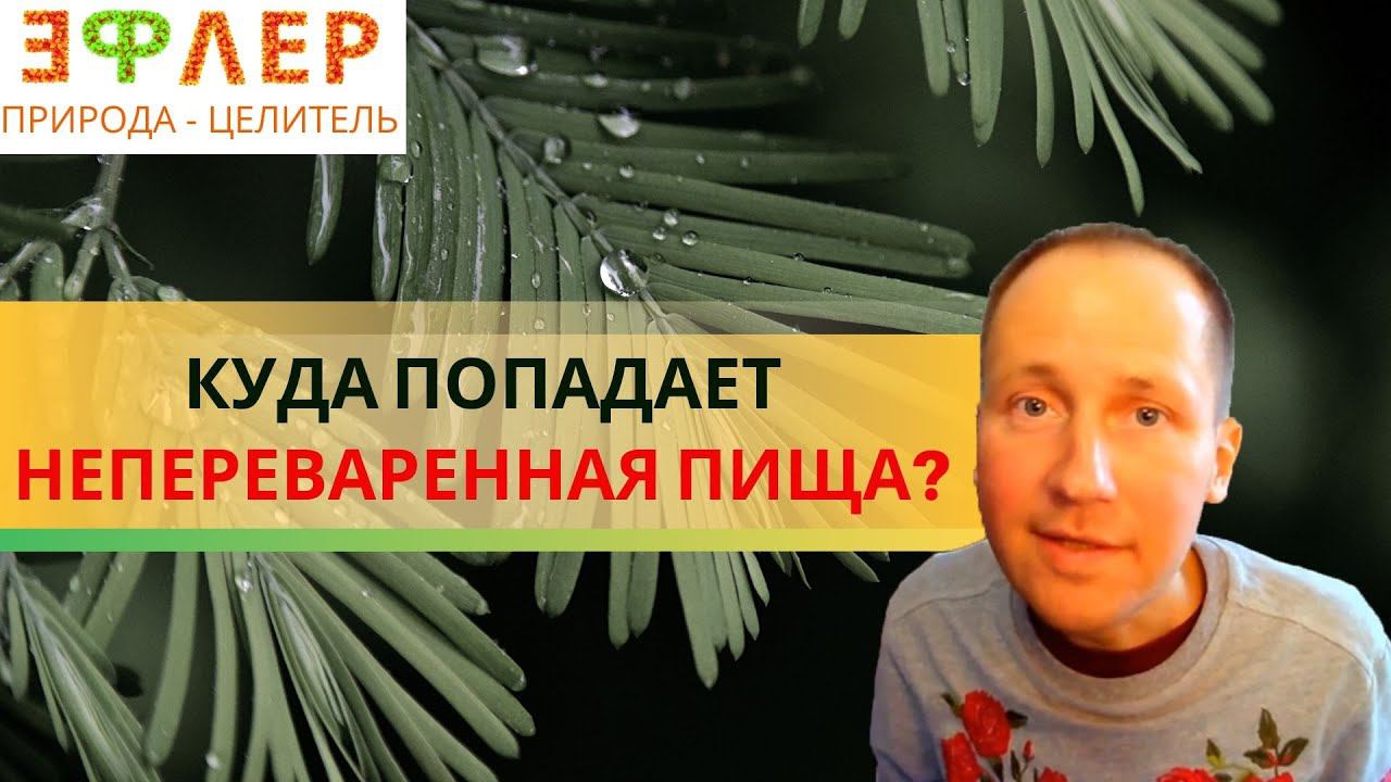 ФУНДАМЕНТ ЗАБОЛЕВАНИЙ – ИЗМЕНЕНИЕ ВНУТРЕННЕЙ СРЕДЫ | РАБОТА ЖКТ и НЕПЕРЕВАРЕННАЯ ПИЩА | ОЛЬГА ШИШОВА смотреть онлайн