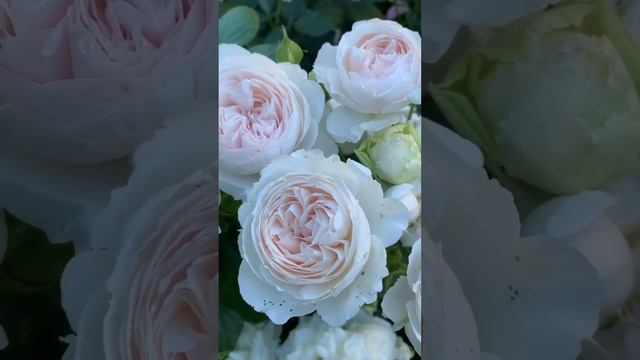 Флорибунда Герцогиня Кристиана Herzogin Christiana Кордес Германия 2013год. смотреть онлайн