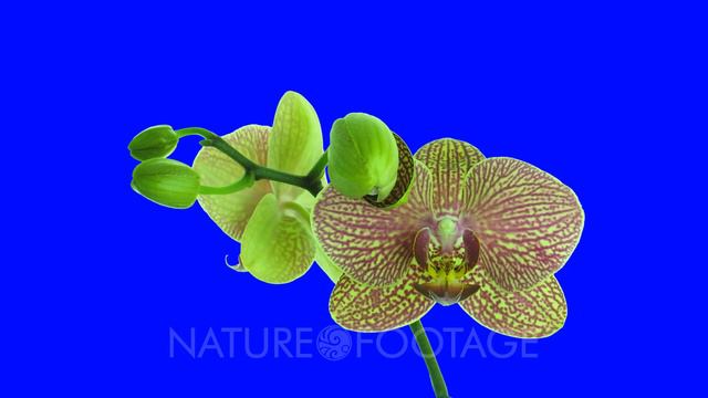 Time-lapse of opening Phalaenopsis KV Charmer orchid with red stripes 1a4b in 4K Animation format.. смотреть онлайн