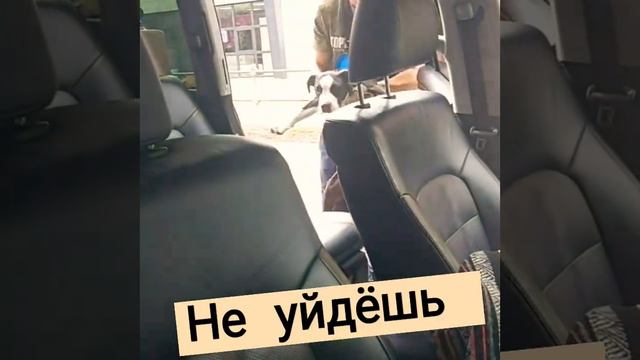 Собака опять села за руль. Американский стаффордширский терьер. Амстафф 5 месяцев. Щенок водитель смотреть онлайн