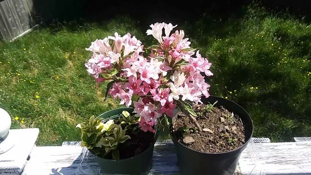 weigela variegated blooming смотреть онлайн
