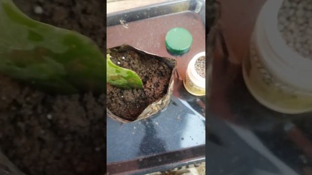Como reproducir la zamioculca verde. смотреть онлайн