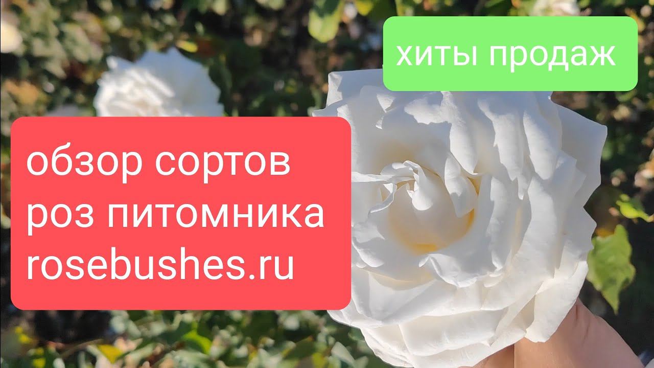 саженцы роз питомника растений rosebushes.ru с доставкой по РФ смотреть онлайн