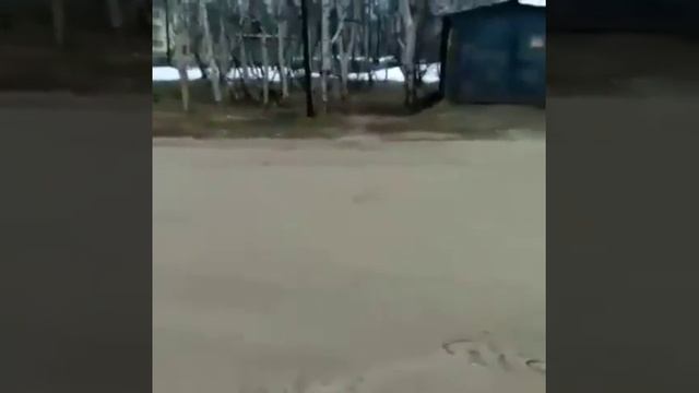 Медведь бегает по посёлку смотреть онлайн