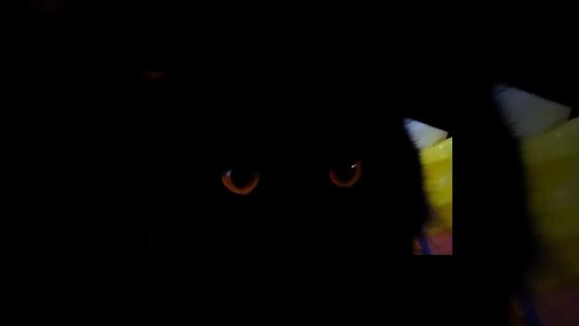 Мой котик любит крутится на стуле смотреть онлайн