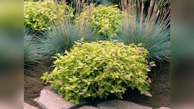 Спиреи в саду смотреть онлайн