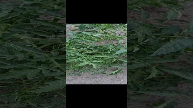 мой мини огород. нужен совет.