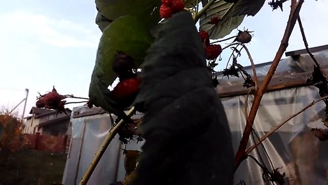 Ремонтантная малина Бабье лето в конце октября! смотреть онлайн