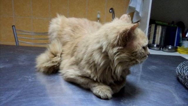 Кот не понимал, что видит хозяев в последний раз. С ним поступили ужасно! смотреть онлайн