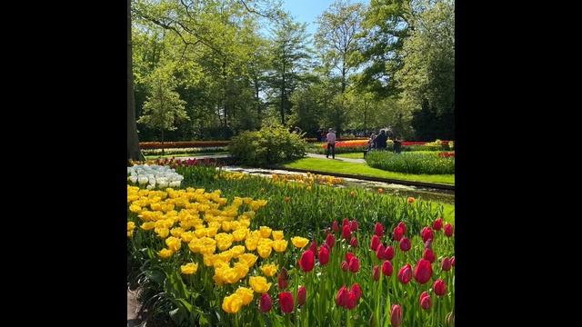 Парк цветов Кёкенхоф. Нидерланды. Keukenhof Flower Park. Netherlands.