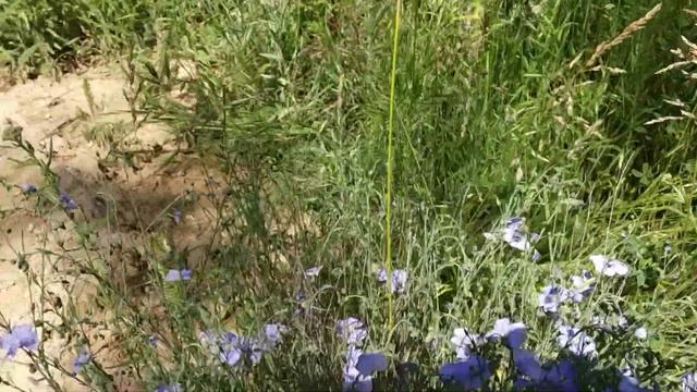 Дикие цветы сидераты смотреть онлайн