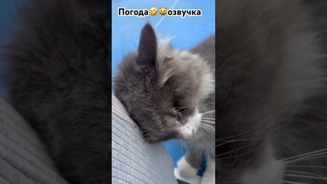 Озвучка😺Матроскин🤣👍#shots#озвучка#мультик#ссср#простоквашино#прикол#юмор#пушистик#кот#питомцы смотреть онлайн