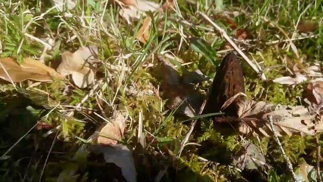 Swiss Morel Hunters 2021 (Morchella elata) смотреть онлайн