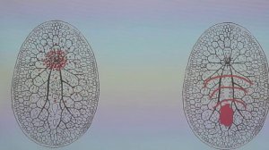 Движение. Эволюция движения от беспозвоночных до рыб включительно. Врач Кагарлицкий Олег