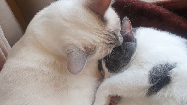 КОТОБЛОГ смотреть онлайн