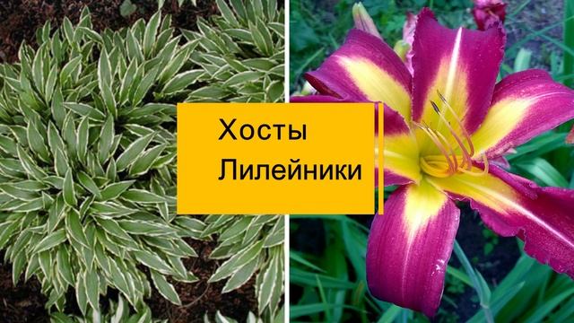 Как сохранить зимой садовые многолетние цветы дома, в подвале. Как сохранить хризантемы,ирисы,флоксы смотреть онлайн