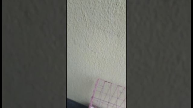 ТАКИХ ГОЛУБЕЙ НЕ КАЖДЫЙ ДЕНЬ УВИДИШЬ. Масти разные. Узбекские голуби смотреть онлайн