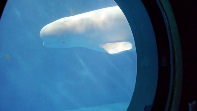 Полярный океанариум г. Харбин (ч.5) смотреть онлайн