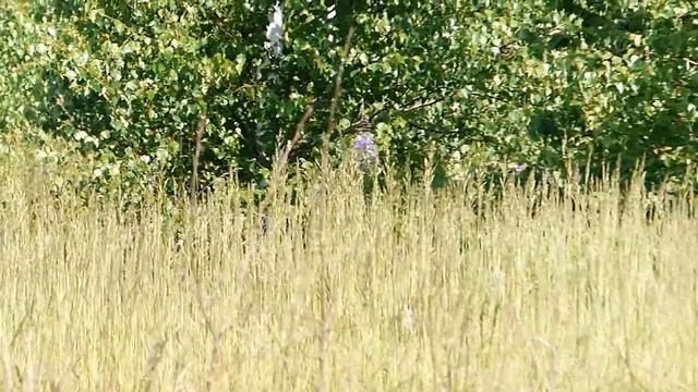 всё в природе правильно и мудро, совершенство дивное она смотреть онлайн