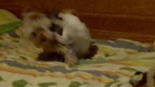 Crazy Cat fights against Stupid Dog смотреть онлайн