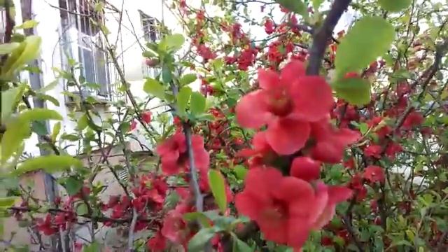 ЦВЕТУЩИЙ МАРТ. смотреть онлайн