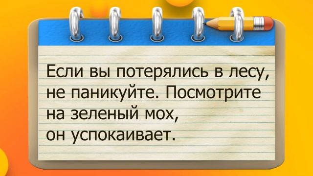 ✔️Не грусти, хочешь спою или анекдот рассказать? Волк уЛЫБатор хорошее настроение принёс. смотреть онлайн