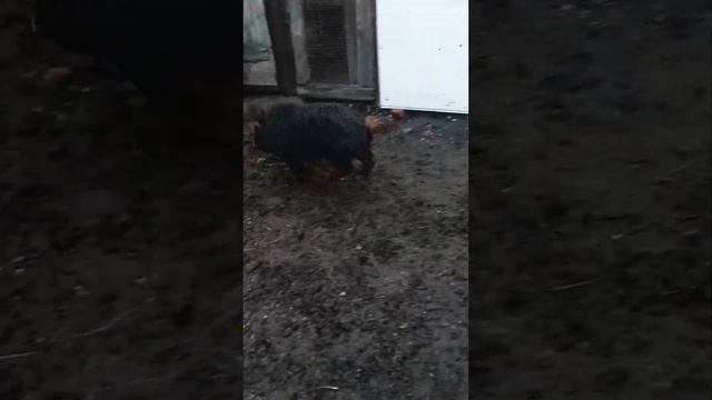 Обзор свиней Венгерской мангалицы и Ландрасов.