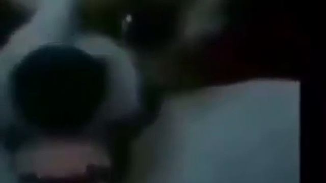 Dog laughing meme смотреть онлайн