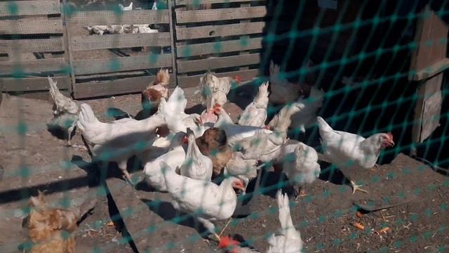 Сколько весит петух в 5 месяцев?Ломан Браун,Леггорн/ Режим петухов смотреть онлайн