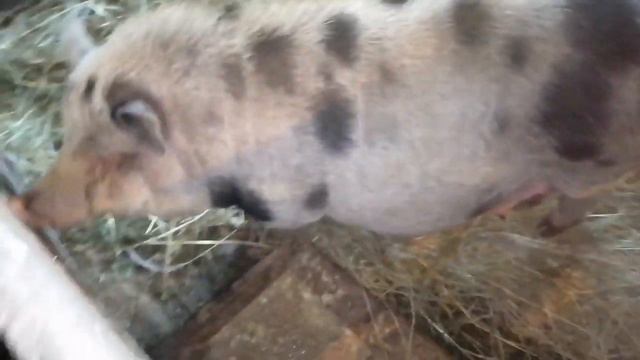 Матрёшка второй раз мамой стала.