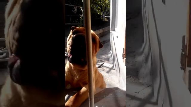 Самый грязный шарпей Арчук смотреть онлайн