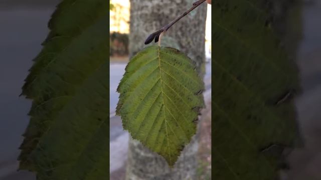 Grey alder (Alnus incana) - leaves close up - November 2017 смотреть онлайн