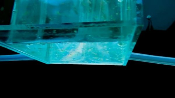 15 день Артемия с яйцами !Выращиваем сами! artemia