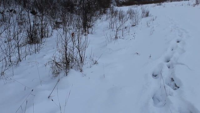 Зимний видео пейзаж, у озера смотреть онлайн