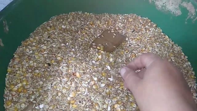 Кормовая гранула из целого зерна, рецепт для гранулятора. смотреть онлайн