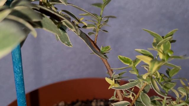 Мирт Тарантино вариегатный 4