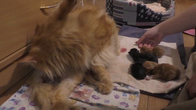 роды у кошки Хаси, как у нас появились котята смотреть онлайн
