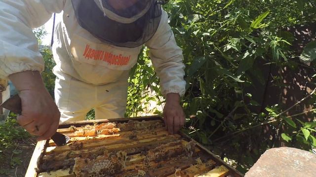 Вторая качка мёда с семьи Бакфаст "ЭЛГОН"F1 смотреть онлайн