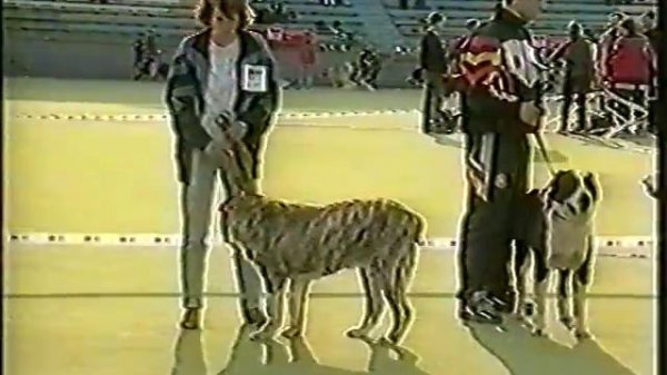 Азиат 2000, 4 часть