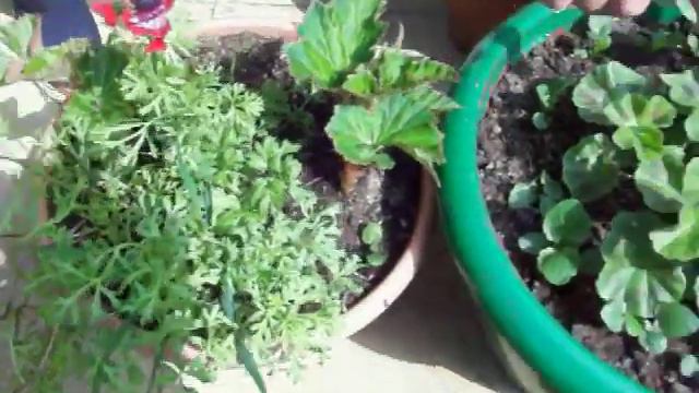Gardening Tips with Dennis Hubbard ( No.23) смотреть онлайн