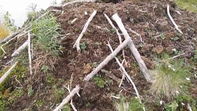 Рыбалка в Карелии. Идем на новое место. За день прошли 20 км, но оно того стоило. смотреть онлайн